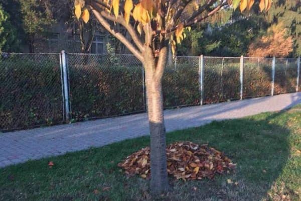 46392836_1945418532160927_3104133655509860352_n